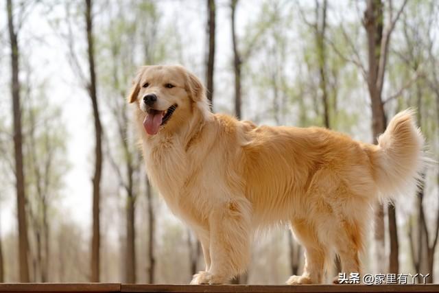 家里养狗鬼敢进来吗视频（家里养狗鬼敢进来吗视频播放）