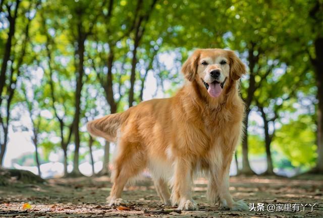 家里养狗鬼敢进来吗视频（家里养狗鬼敢进来吗视频播放）