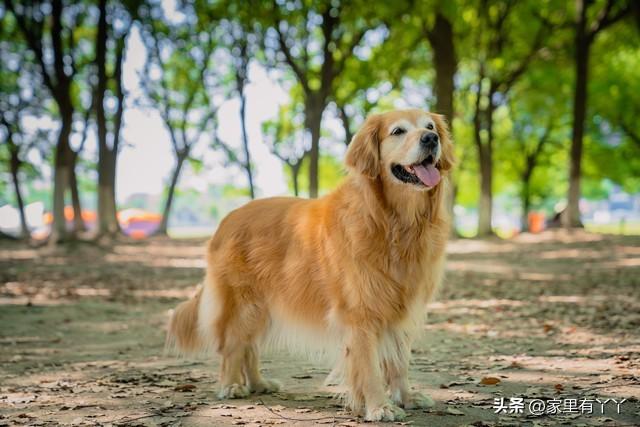 家里养狗鬼敢进来吗视频（家里养狗鬼敢进来吗视频播放）