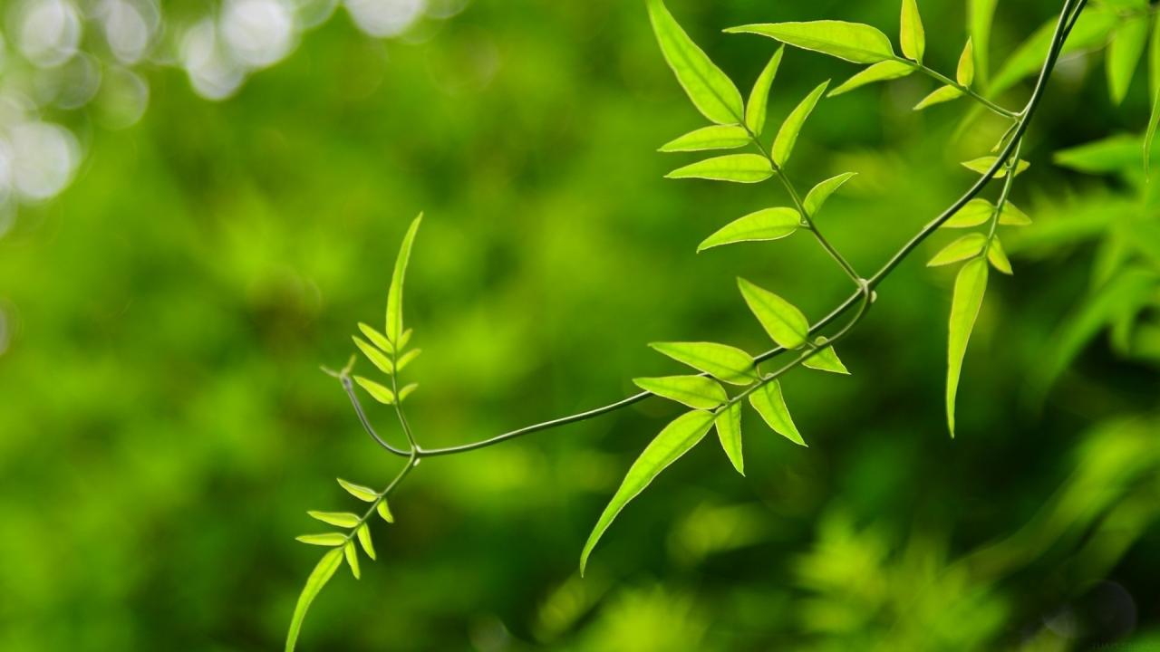 长在农村的42种野菜（长在农村的42种野菜图片）